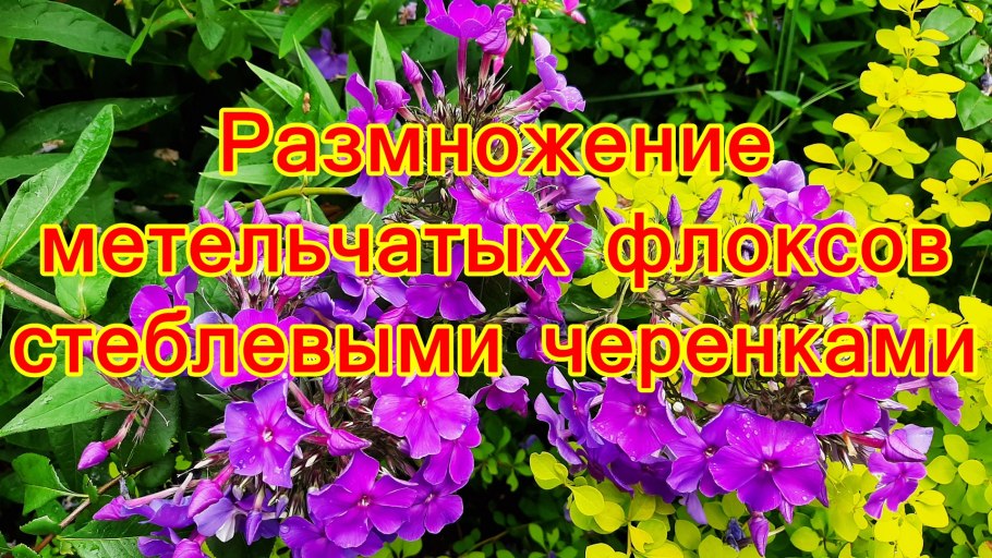 Азалия укоренение черенков
