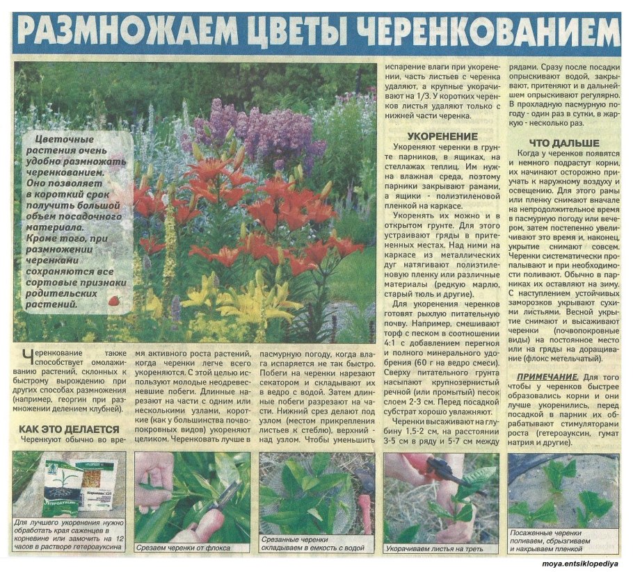 Укоренение черенков в вермикулите