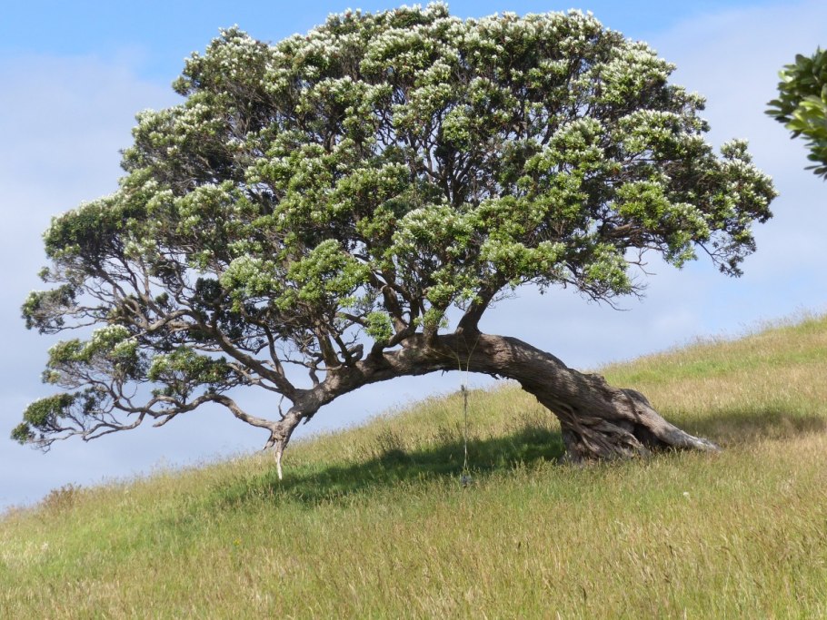 Дуб Quercus Alba