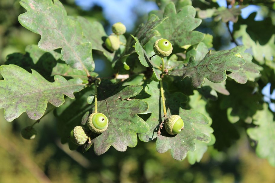 Дуб скальный - Quercus petraea Liebl.