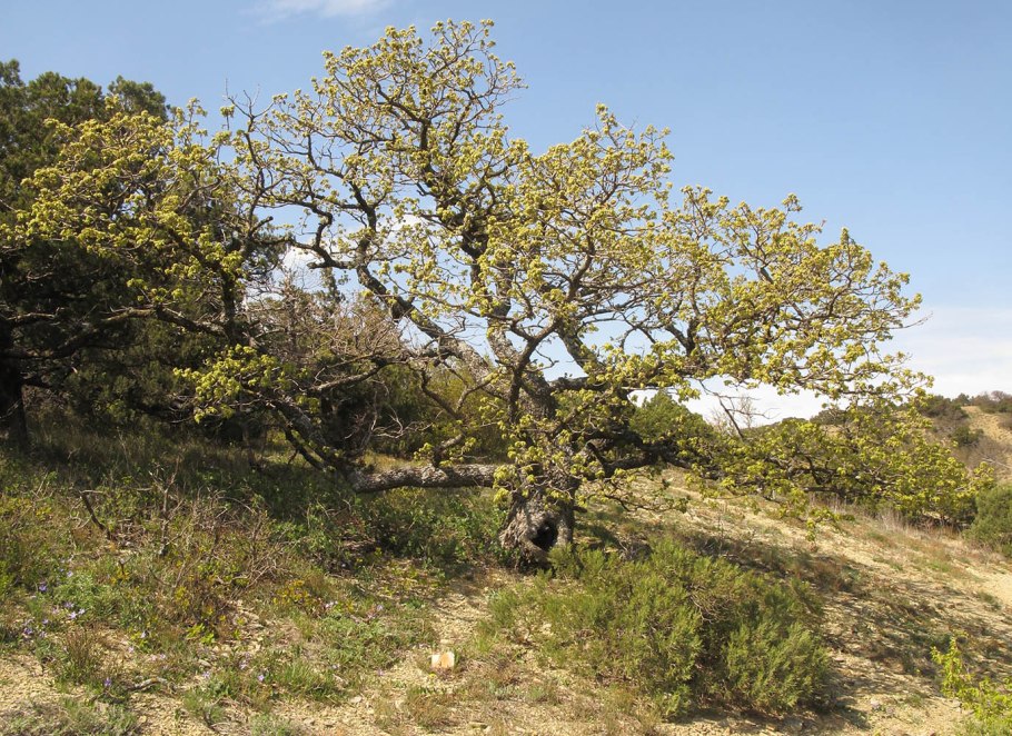 Дуб пушистый Quercus pubescens