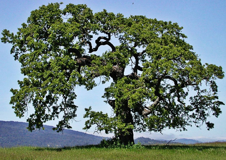 Дуб лузитанский Quercus lusitanica
