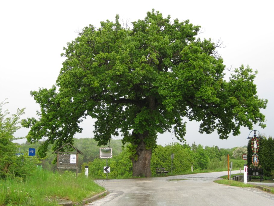Дуб каменный (Quercus Ilex l.)