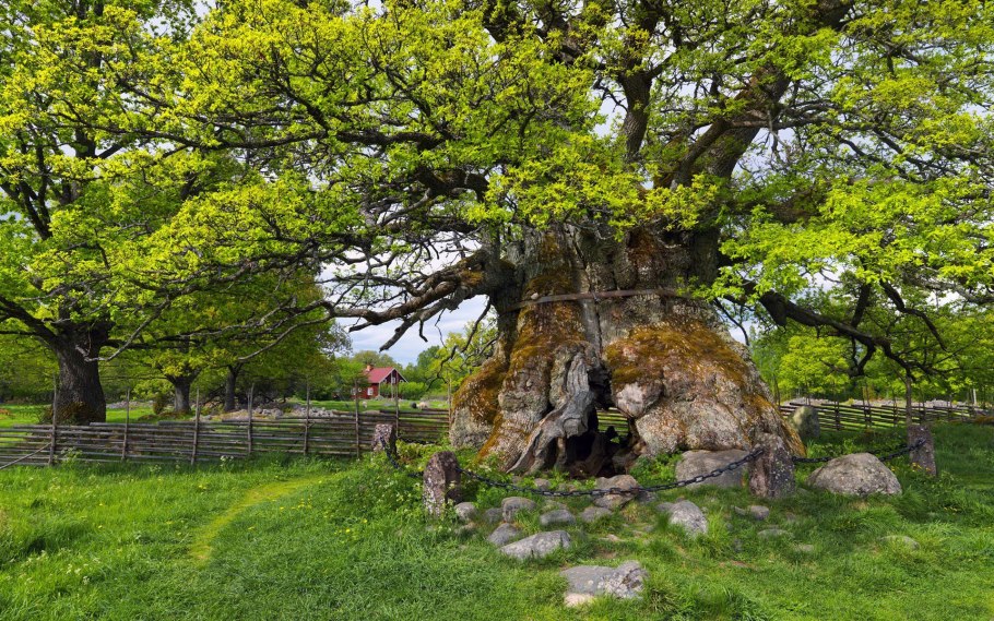 Дуб пушистый (Quercus pubescens Willd