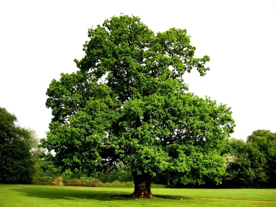 Дуб скальный (Quercus petraea)