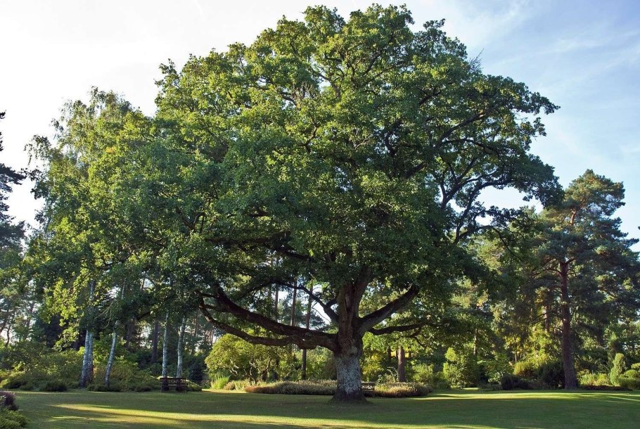 Quercus petraea
