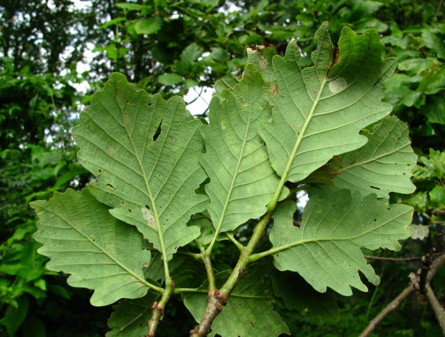 Дуб скальный (Quercus petraea)