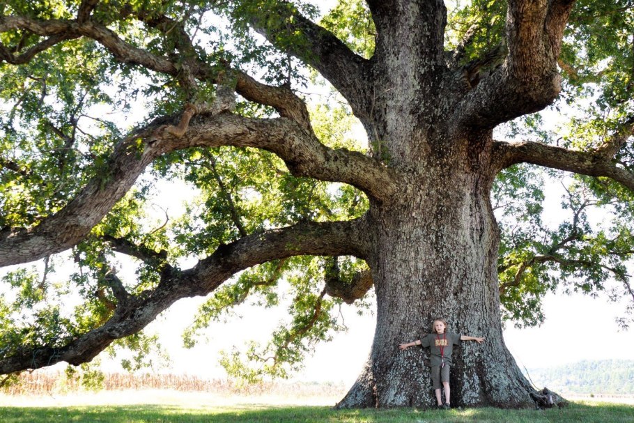 Дуб скальный (Quercus petraea)