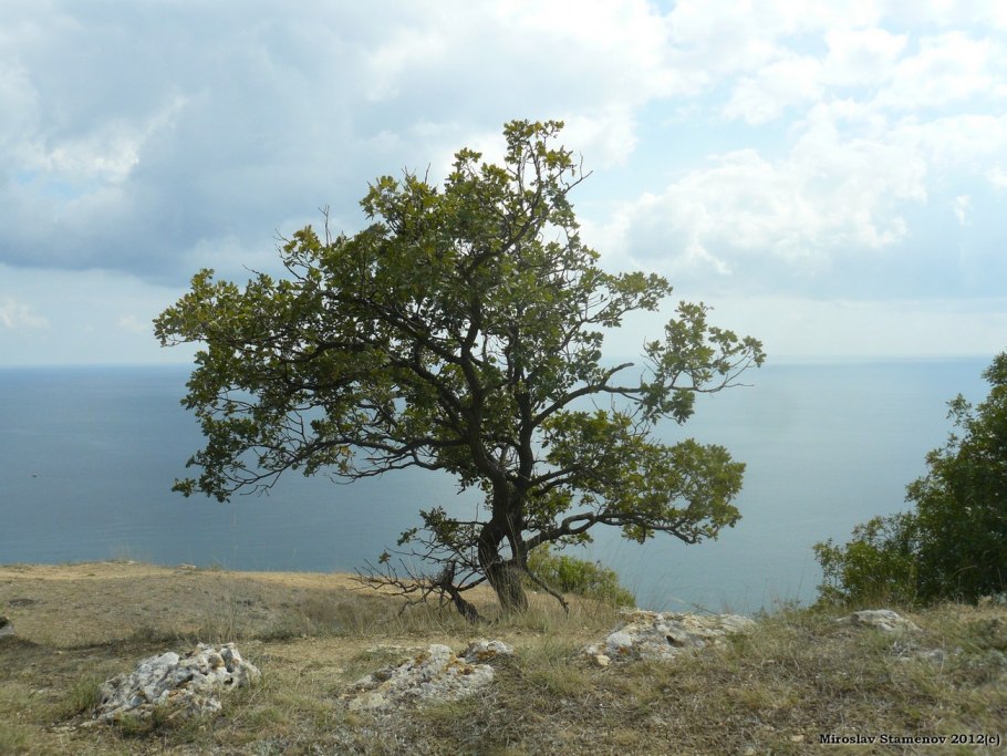 Quercus Iberica