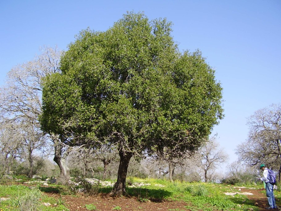 Дуб черешчатый (Quercus Robur l.)
