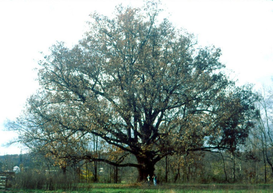 Дуб монгольский Quercus mongolica Fisch. Ex Ledeb