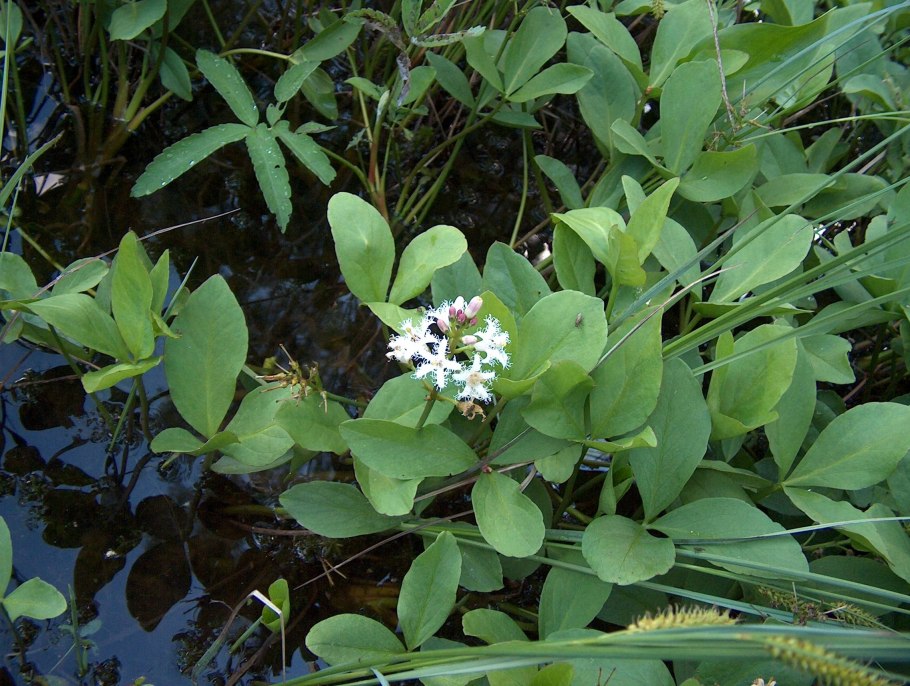 Вахта трехлистная (Menyanthes trifoliata)