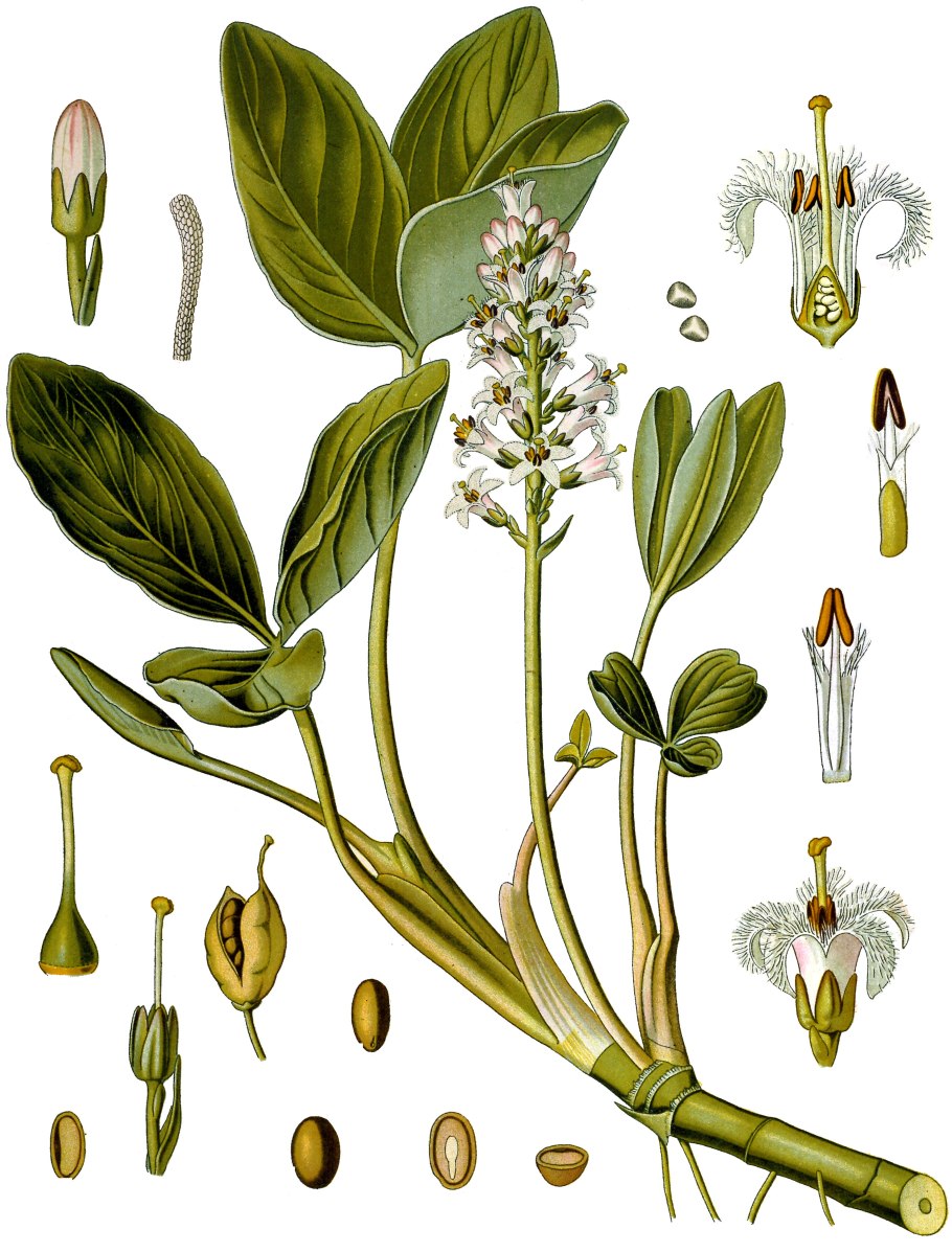 Вахту (Menyanthes trifoliata