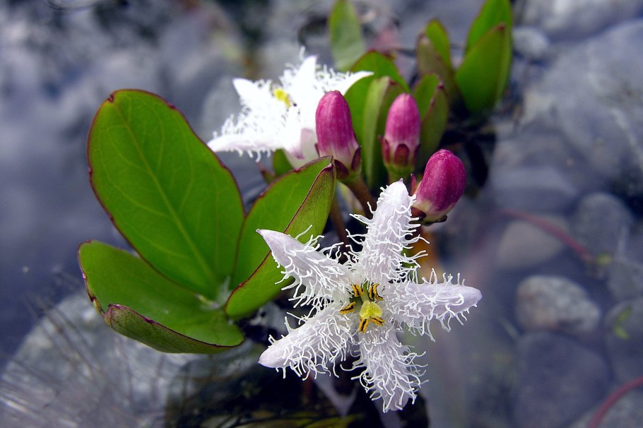 Bogbean растение