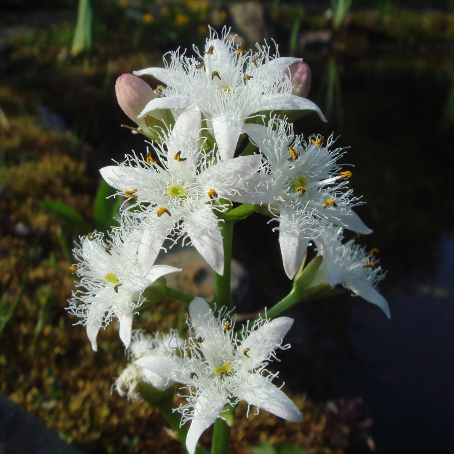 Вахту (Menyanthes trifoliata
