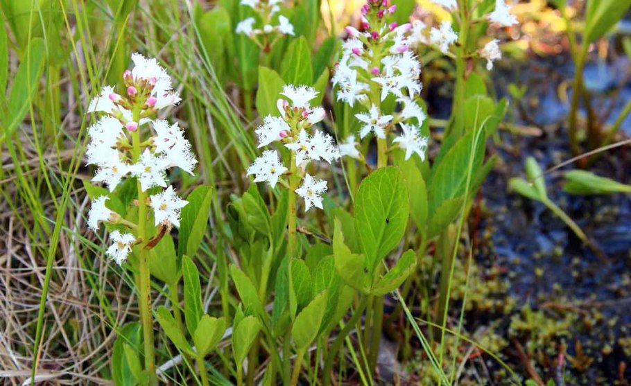 Menyanthes trifoliata гербарий