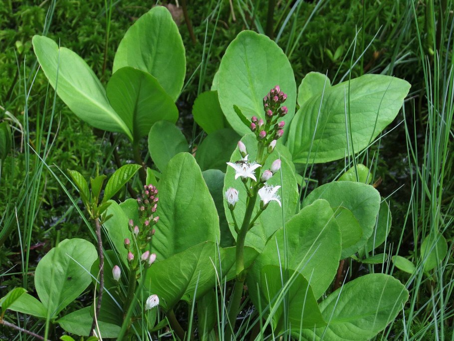 Вахта трехлистная (Menyanthes trifoliata)