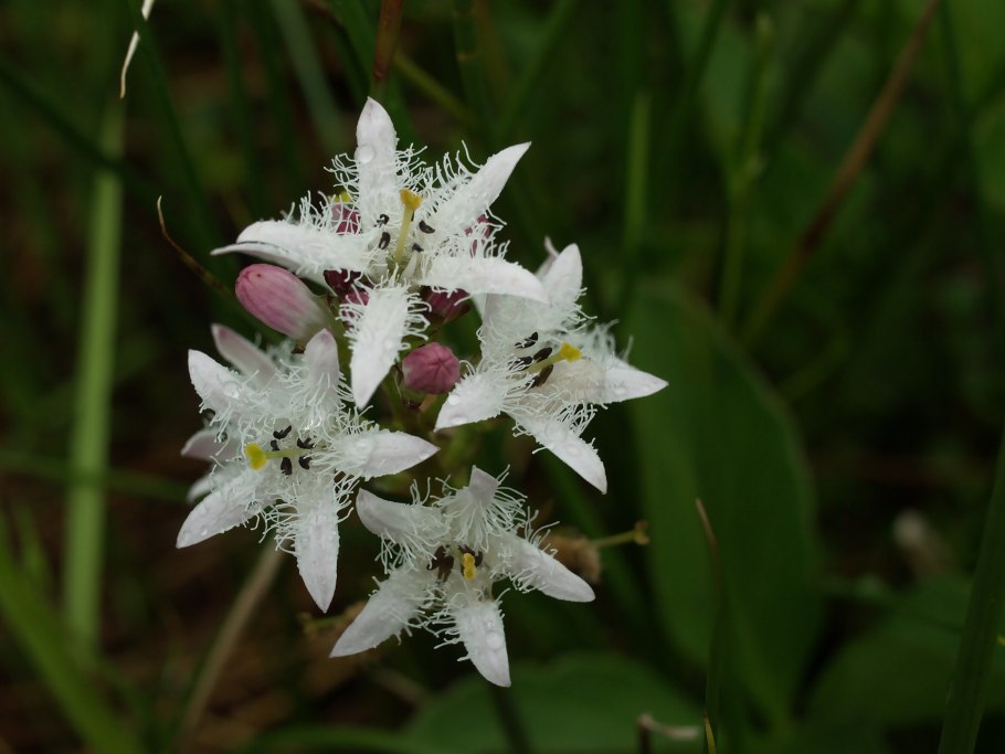 9. Вахта трехлистная Menyanthes trifoliata