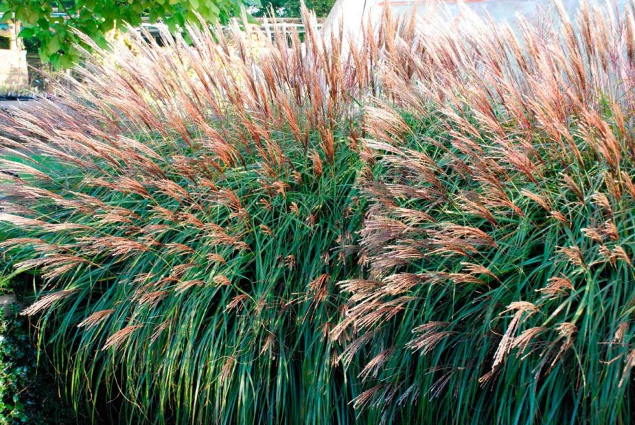Мискантус китайский Gracillimus