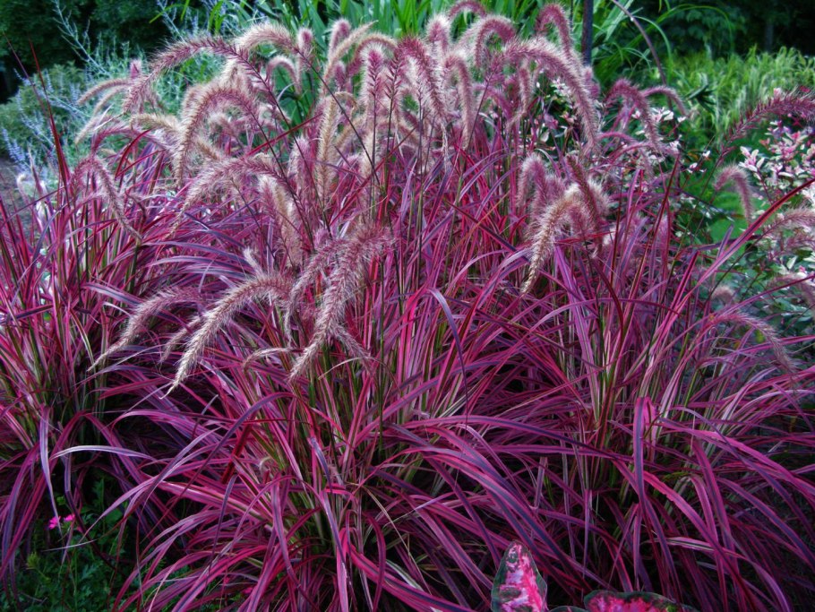 Пеннисетум щетинистый (Pennisetum setaceum)