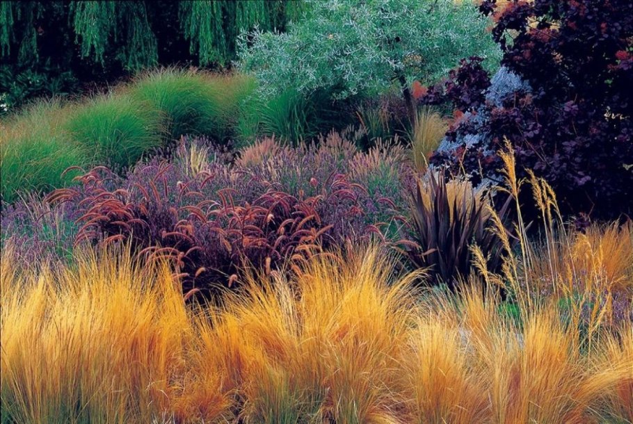 Вейник тростниковидный Calamagrostis arundinacea