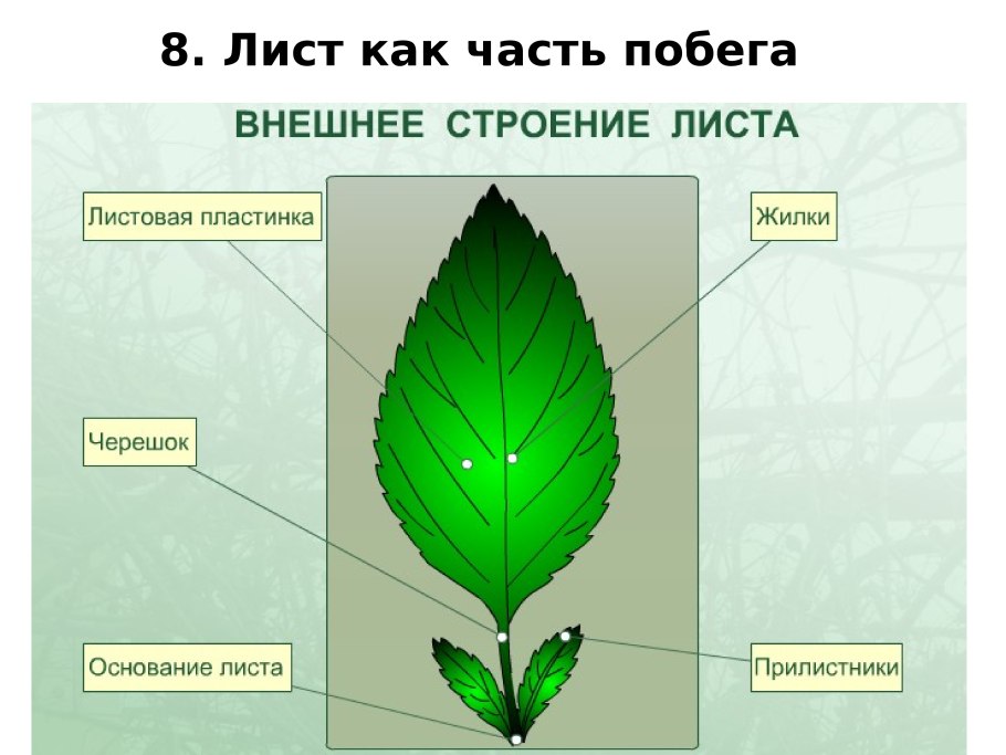 Черешковые сидячие влагалищные листья