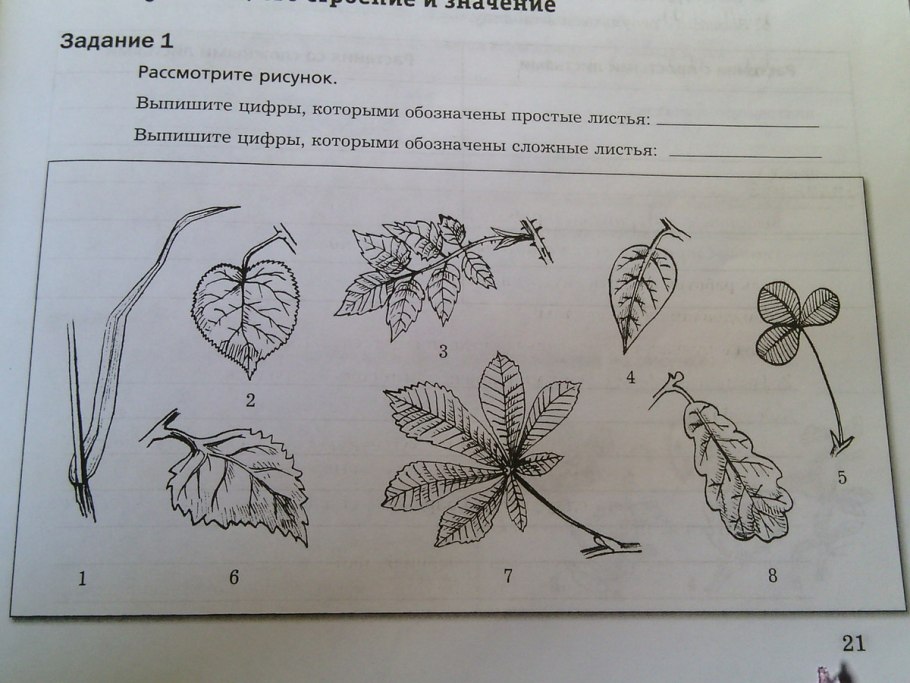 Каково внешнее строение листа