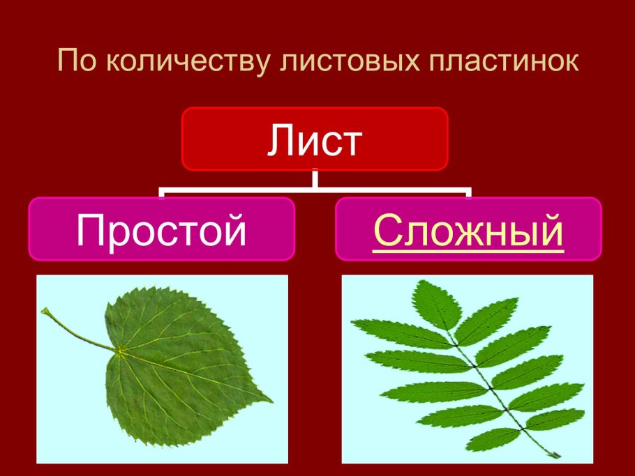 Фрондозное соцветие