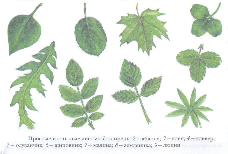 Деревья со сложными листьями