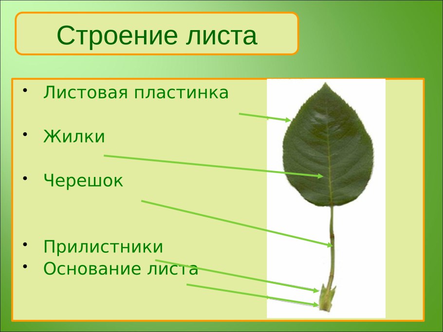 Сложные листья