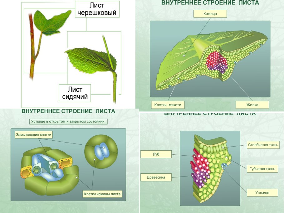 Форма листовой пластинки земляники