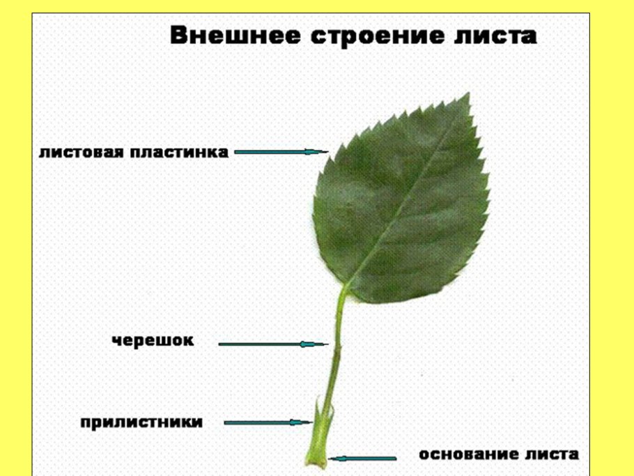 Строение листовой пластины