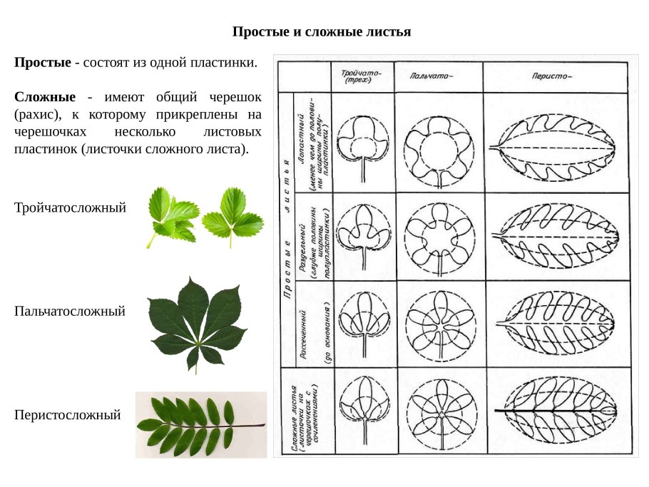 Листья с цельной листовой пластинкой