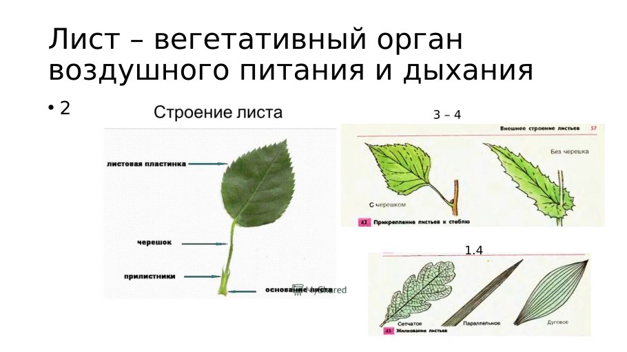 Тройчатосложный черешковый лист