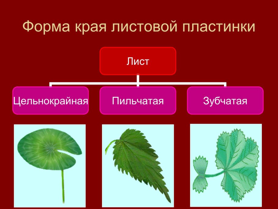 Форма листовой пластинки таблица