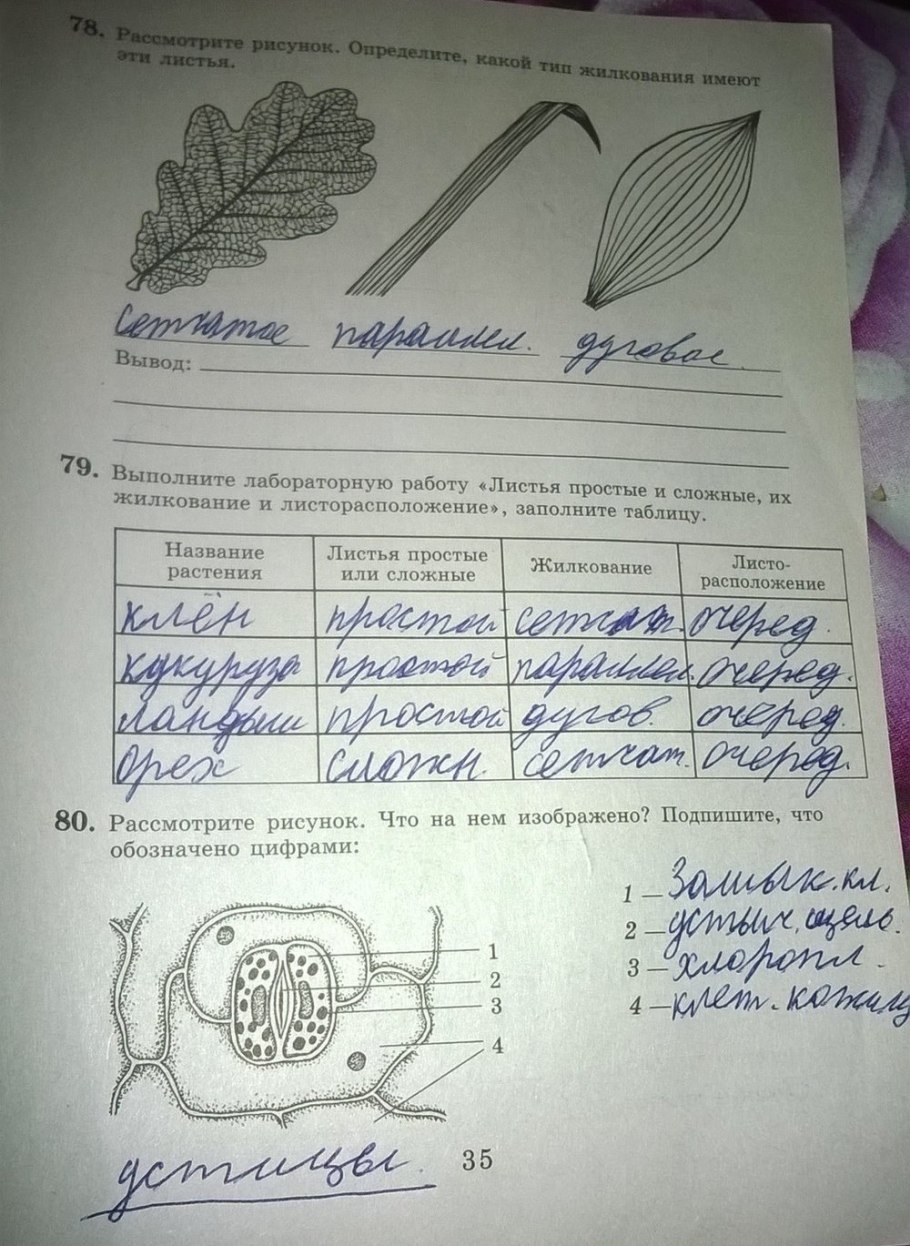 Жилкование листа схема