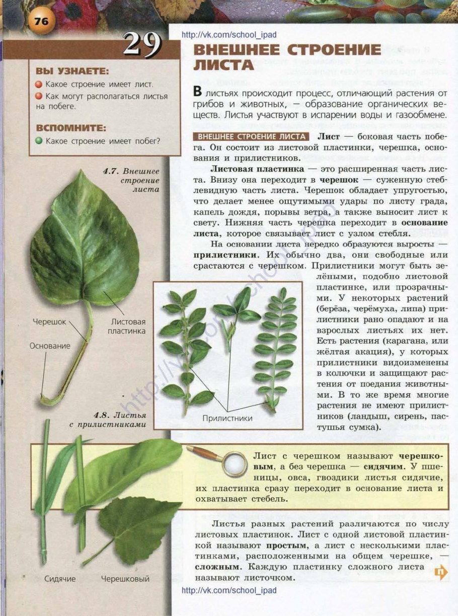 Замиокулькас строение побега