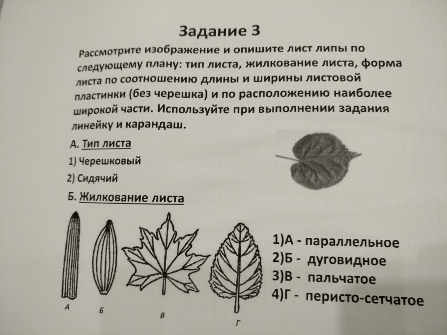 Внешнее строение листа