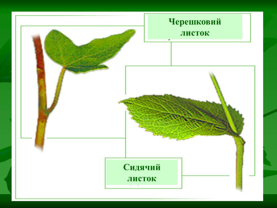 Работа по биологии на листочке