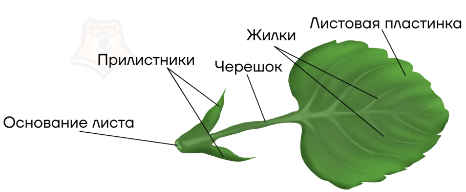 Форма листовой пластинки таблица