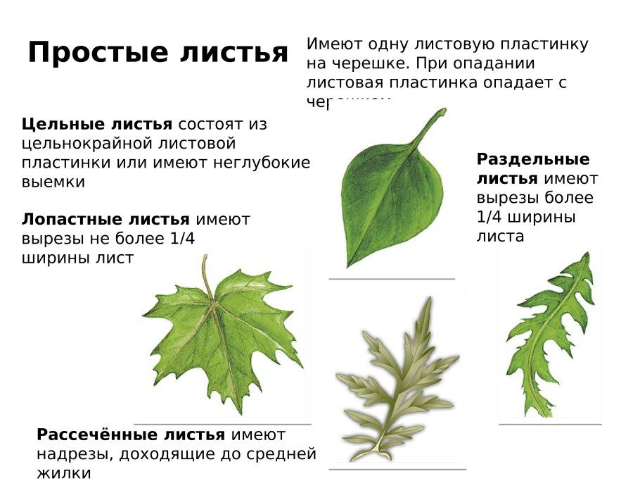 Лист ботаника строение