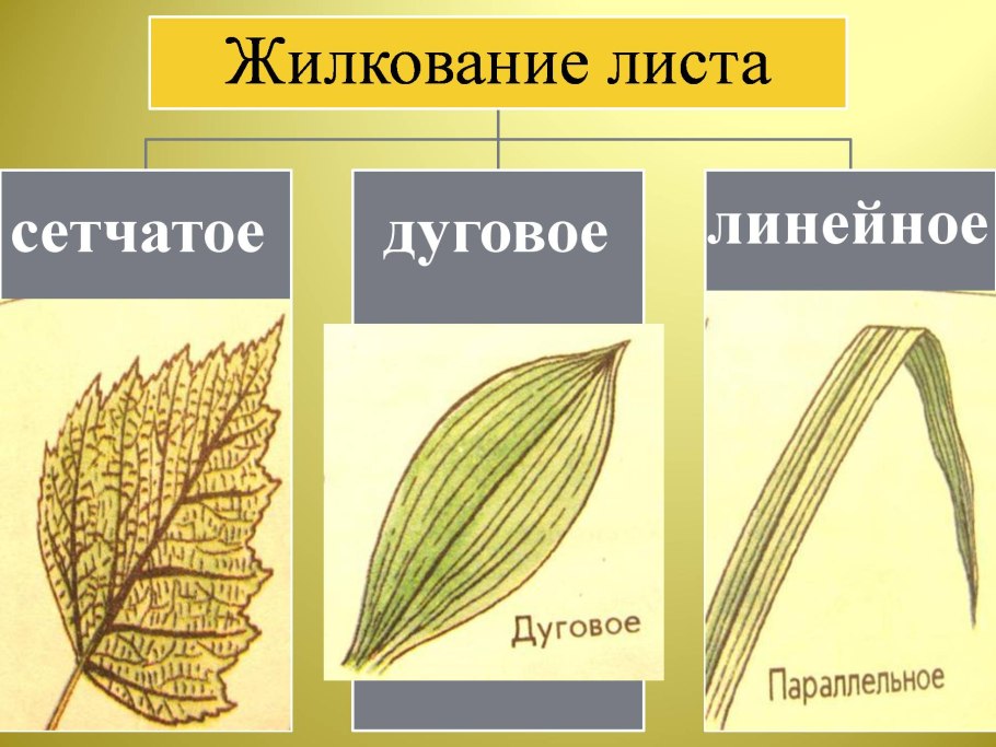 Простые и сложные листовые пластинки