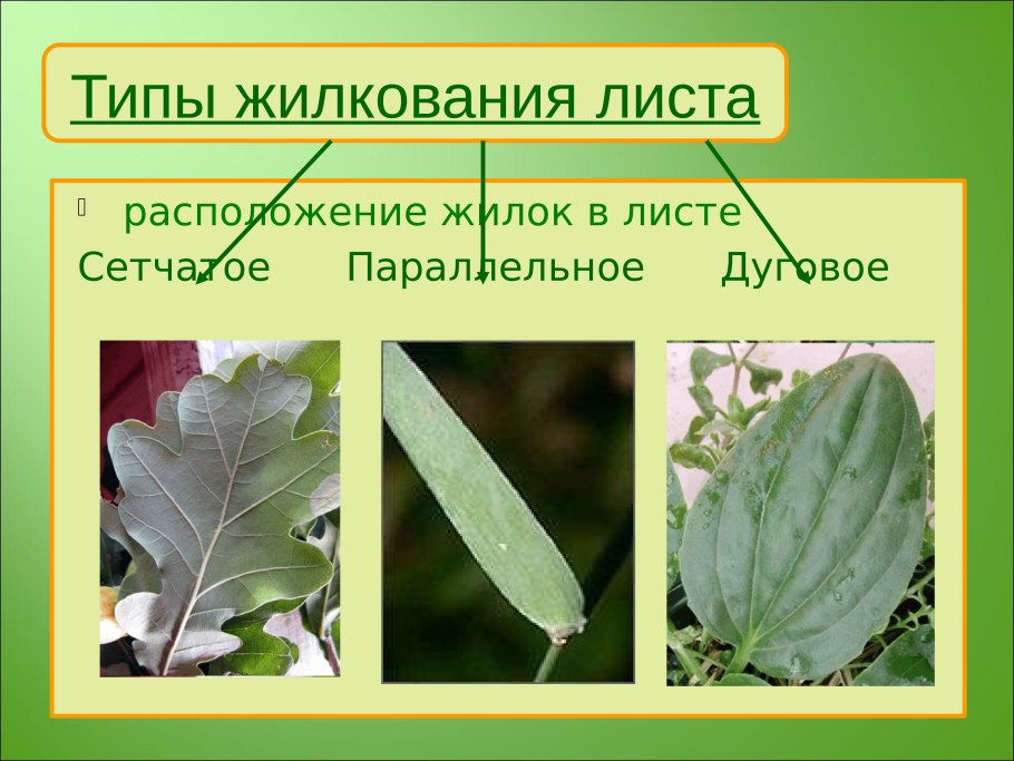 Лист ботаника строение