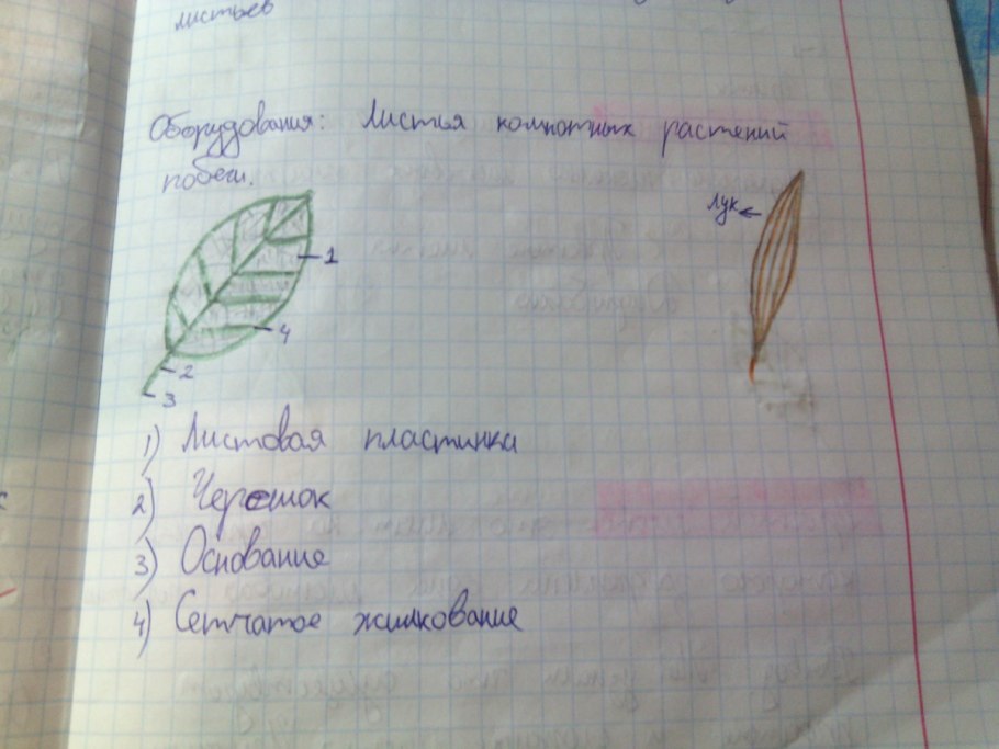 Строение листа дуба схема