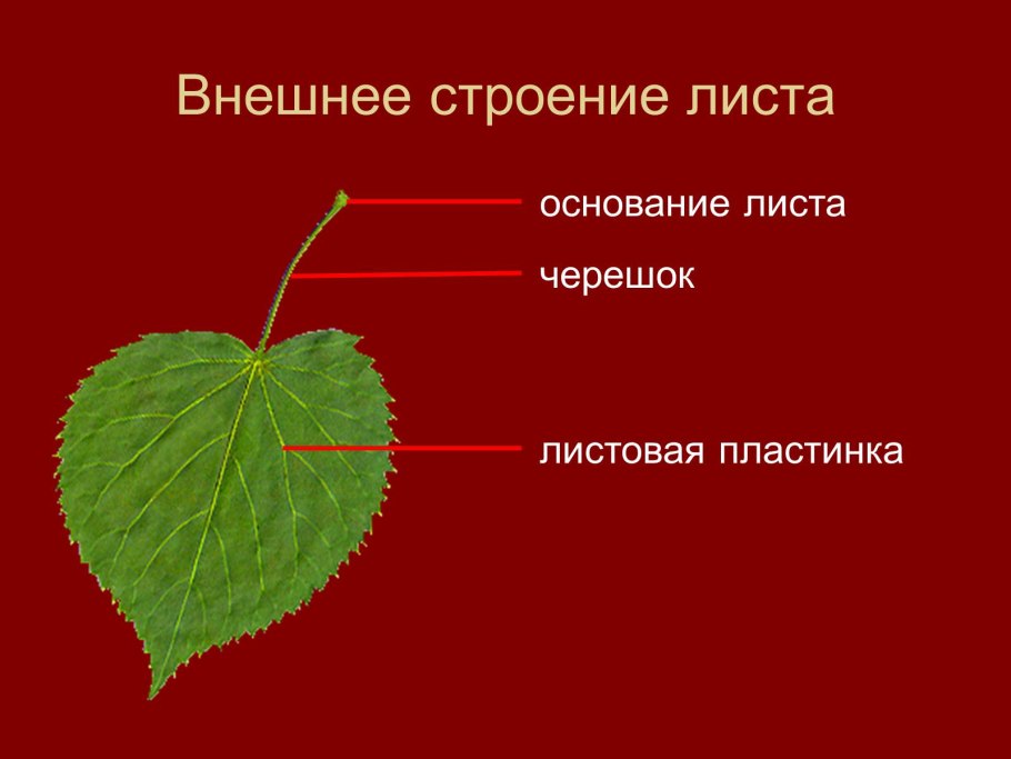 Земляника Лесная форма листовой пластинки