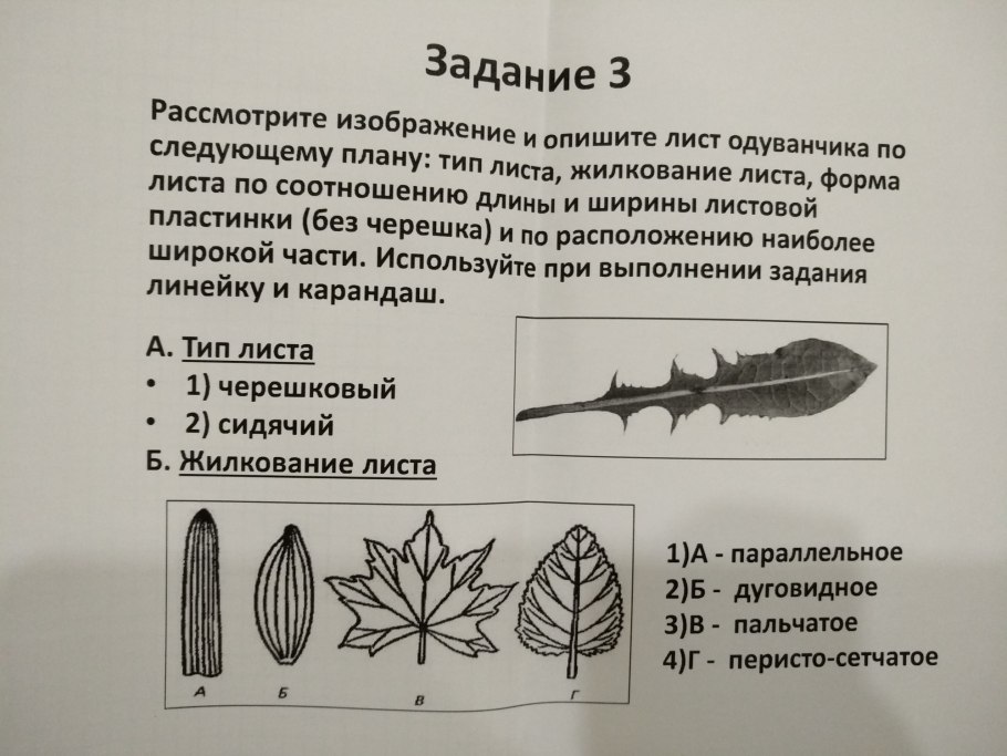 Домашнее задание по биологии растения