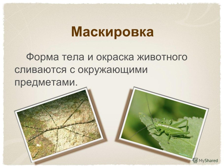 Тонколистные ксерофиты
