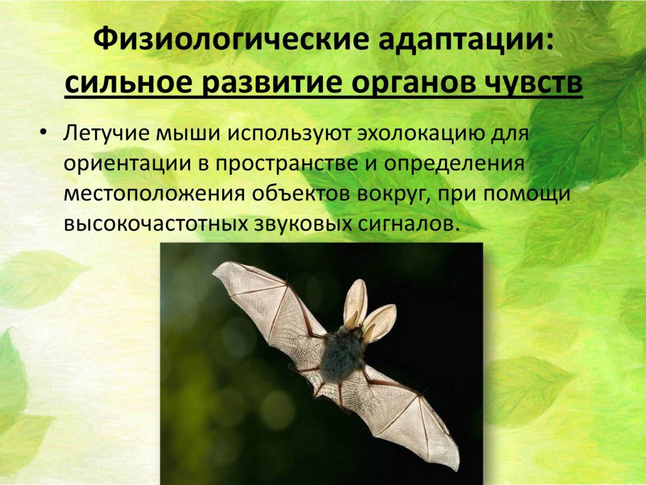 Сказка про дубовый листочек