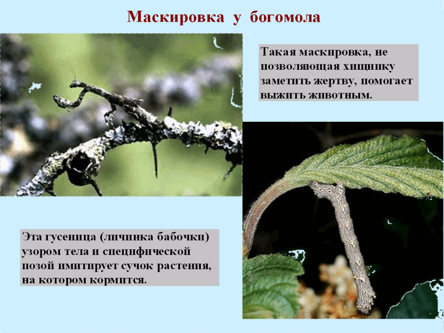 Что такое характеристика в биологии