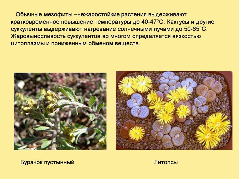 Способы расселения растений